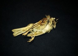 Dead bird. The carcass of a beautiful bird that died from being bitten by a cat isolated on a black background.