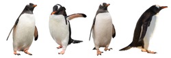 Gentoo penguins. isolated on white background