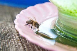 Macro shot of working bee that drink water at hot summer day.