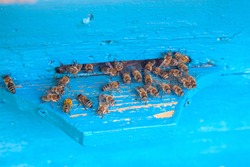 Plenty of bees at the entrance of beehive in apiary. Busy bees, close up view of the swarming bees on blue plank.