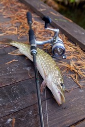 Freshwater Northern pike fish know as Esox Lucius and fishing rod with reel lying on vintage wooden background with yellow leaves at autumn time. Fishing concept, good catch - big freshwater pike fish