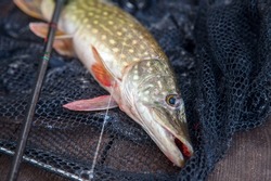Freshwater Northern pike fish know as Esox Lucius and fishing rod with reel. Fishing concept, good catch - big freshwater pike fish just taken from the water and fishing rod with reel on landing net