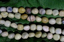 Beads made of natural Tallow jasper in the color of pale green peas.
