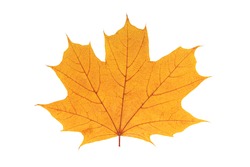 Autumn yellow leaf isolated on white background.