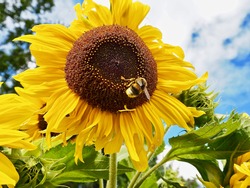 Sunflower with bumblebee on flower