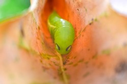 Close-up photo of caterpillar crawling on a tree leaf
