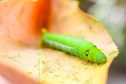 Close-up photo of caterpillar crawling on a tree leaf