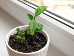 white pot with lemon sprouts on the windowsill. 