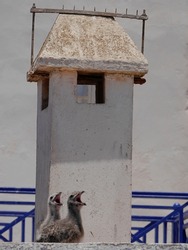 Two cute baby seagulls with beaks open on roof, Essaouira, Morocco. High quality photo