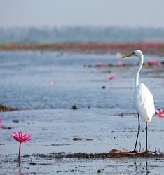 White heron among the lotus flowers.Free space for text.The background.