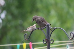 Photo of a sparrow and a starling bird intimidating