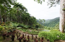The tropical garden located near Fort-de-France, Martinique, French West Indies.