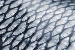 fishing theme - fragment of a fish scale close up