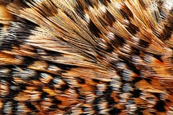 plumage background of Capercaillie closeup