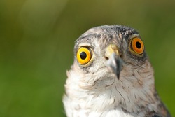 Birds of Europe - Sparrow-hawk (Accipiter nisus). Emotion concept - Astonishment.