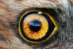 bird eye close-up, macro effect photo of Hen Harrier (Circus cyaneus)