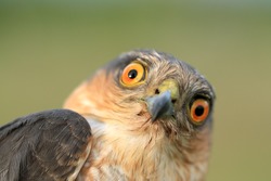 The portrait of sparrow-hawk close-up.