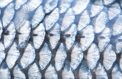 natural food background - fish scale closeup