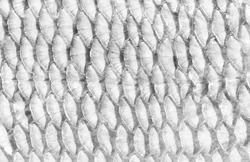 white texture, abstract background of a fish scale closeup, black and white photo