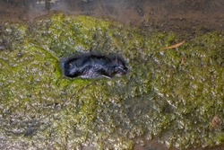Dead rat busy decomposing in water and green algae 