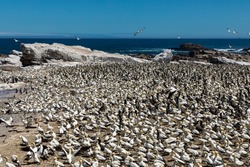 Large breeding colony of Cape Gannet seabirds at Bird island, Lamberts Bay, South Africa