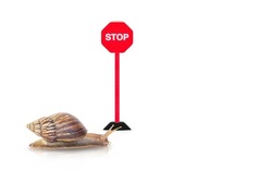 Snail crawling stopped in front toy stop sign. Wooden road stop sign red. isolated on white Background. Road safety concept and traffic rules