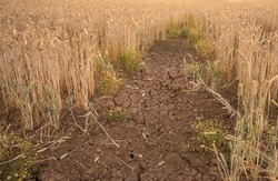 Patch of dry cracked ground in a Barley crop field
