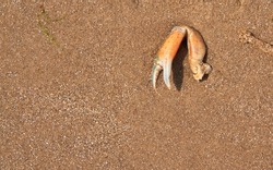 Remains of a crab claw on a beach