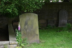 Tombstone and foxglove flowers in churchyard in Alnwick, Northumberland, England