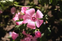 Nature flower background. Flowering pink mallow flowers, pink flowers wallpaper, background
