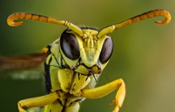 macro photography of a beetle