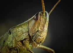 macro photography of a grasshopper