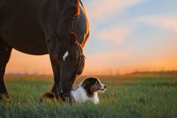 dog and horse in the field