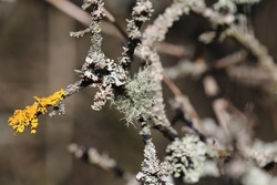 Xanthoria parietina is a foliose, or leafy, lichen. It has wide distribution, and many common names such as common orange lichen, yellow scale, maritime sunburst lichen and shore lichen.