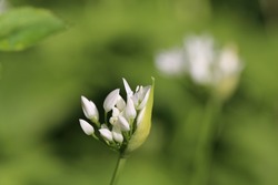 Allium ursinum, known as wild garlic, ramsons, wild cowleek, cowlic, buckrams, broad-leaved garlic, wood garlic, bear leek or bear's garlic, is a bulbous perennial flowering plant in the amaryllis fam
