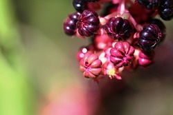 Phytolacca americana, also known as American pokeweed, poke sallet, dragonberries, and inkberry, is a poisonous, herbaceous perennial plant.