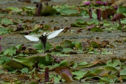 Beautiful Javan Pond Heron waling on lotus leaves in swamp.