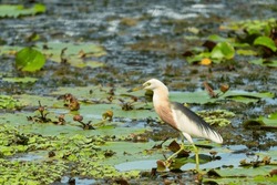 Beautiful Javan Pond Heron waling on lotus leaves in swamp.
