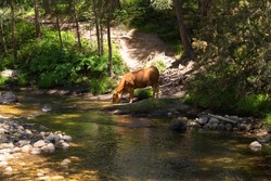 Brown cow, drinking on the bank of a high mountain river, with a trail behind her and a ford across the river nearby.