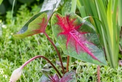 Red and green Caladium plant leaf