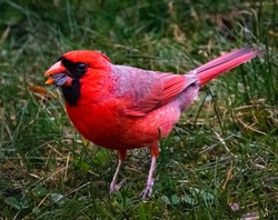 Close-up of Cardinal in the Backyard 