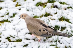 Close-up of Mourning Dove in the Backyard in Spring