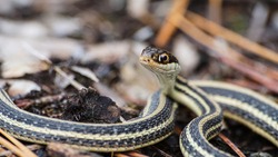 Snake in Sam Houston Jones State Park