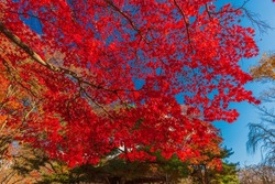 Fantastic autumn scene in Japan. The ruins of castle iss aflame with autumn colors.