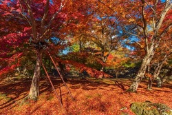Fantastic autumn scene in Japan.
The park is aflame with autumn colors.