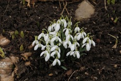 Herald of spring. Group of blooming snowdrops. First spring flower.