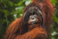 Portrait of Bornean Orangutan or Pongo pygmaeus