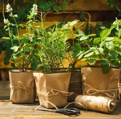Potted fresh garden herbs.Rosemary, mint, pepper and strawberry in brown paper package.Spicy spice and herb seedling.Assorted fresh herbs in a pot.Home aromatic and culinary herbs.Copy space.