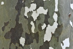 green texture of bark of a tree, photo as a background, digital image
