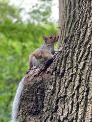 Squirrel Encounter in the Park